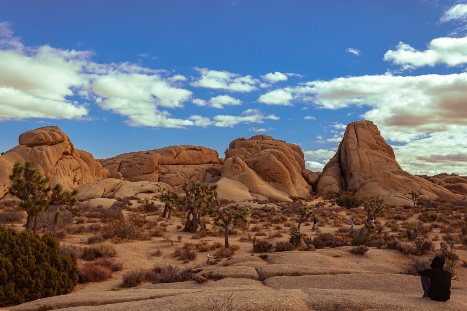 Joshua Tree National Park Bild 9