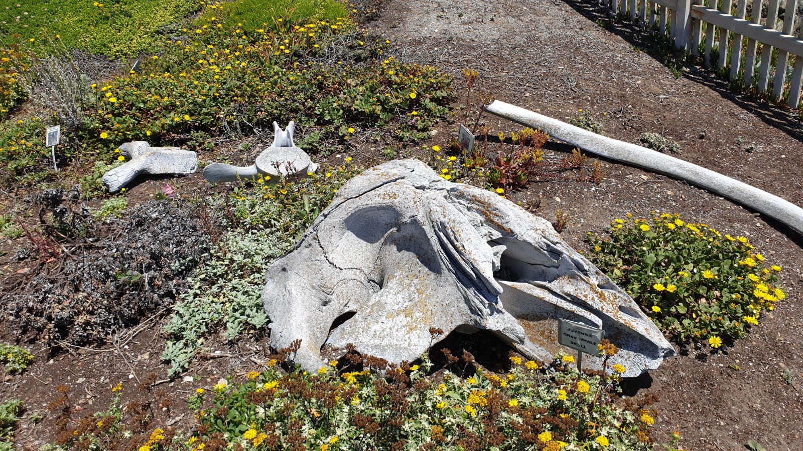 Pigeon Point Lighthouse Bild 12