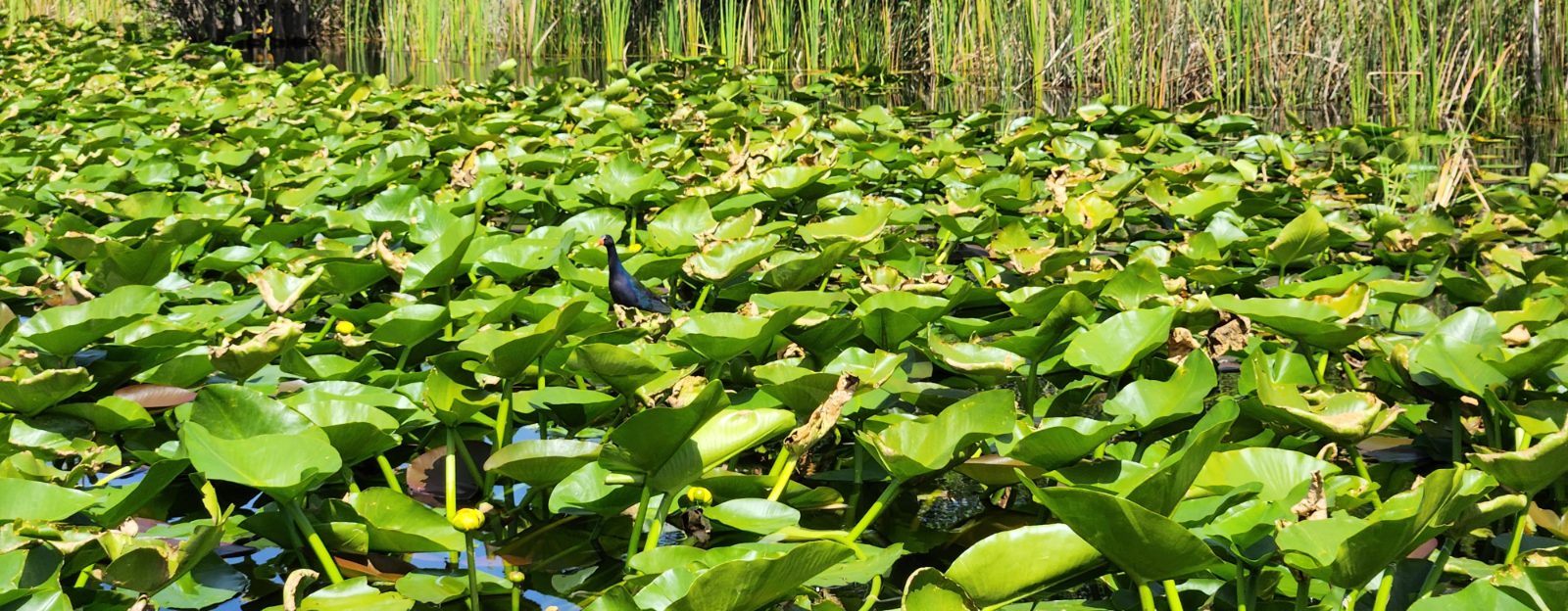 Everglades Bild 12