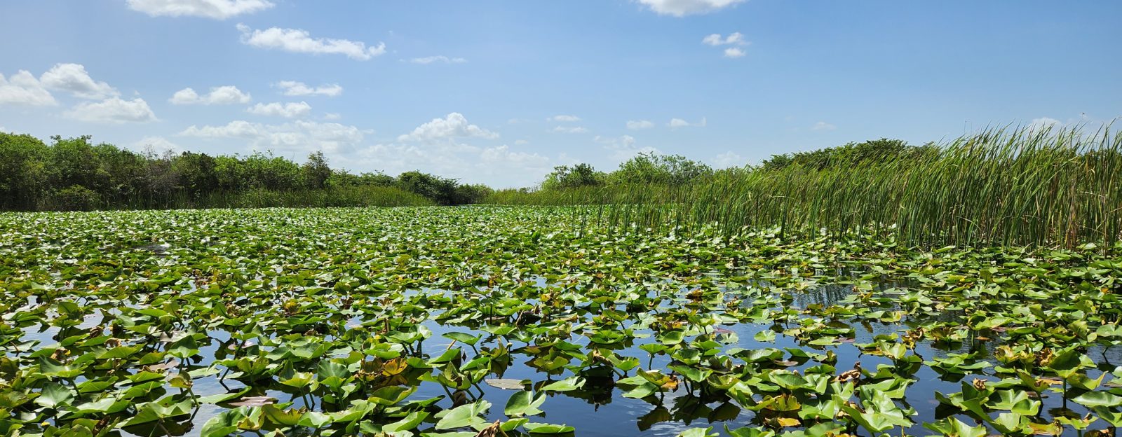 Everglades Bild 7