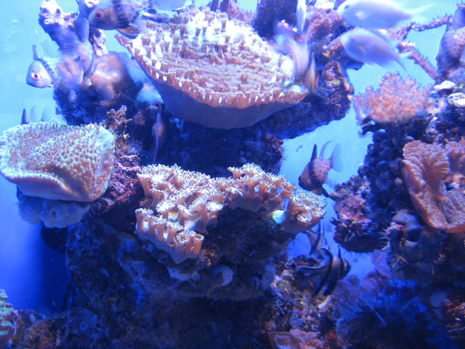 Palma Aquarium Bild 3