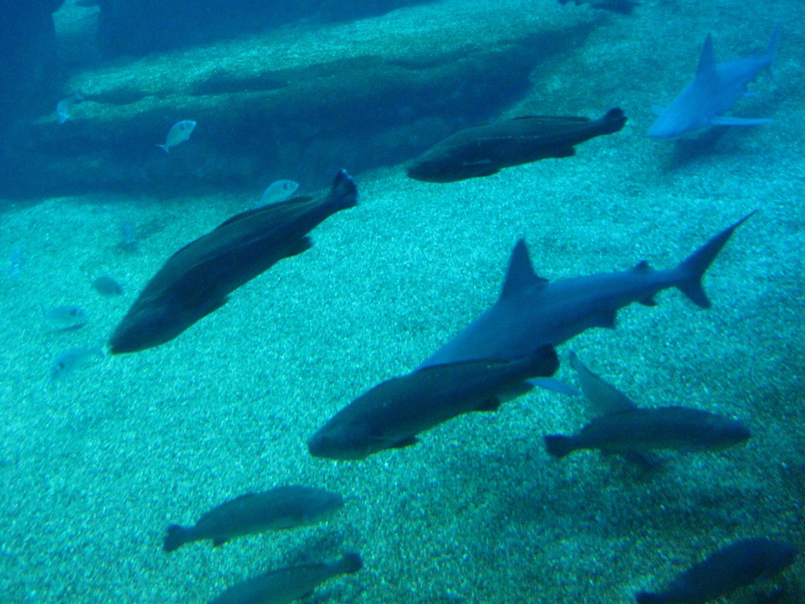 Palma Aquarium Bild 7