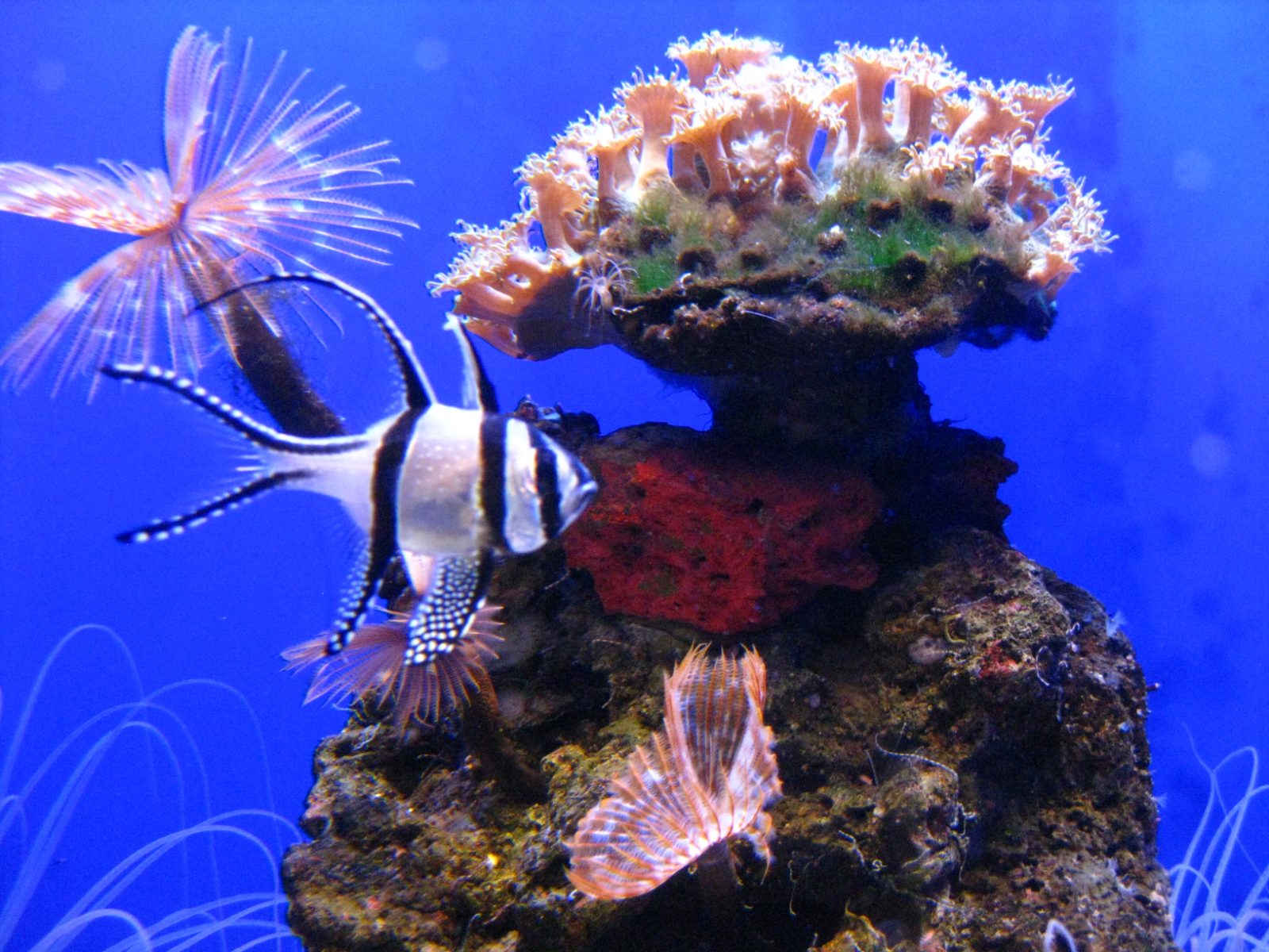 Palma Aquarium Bild 8