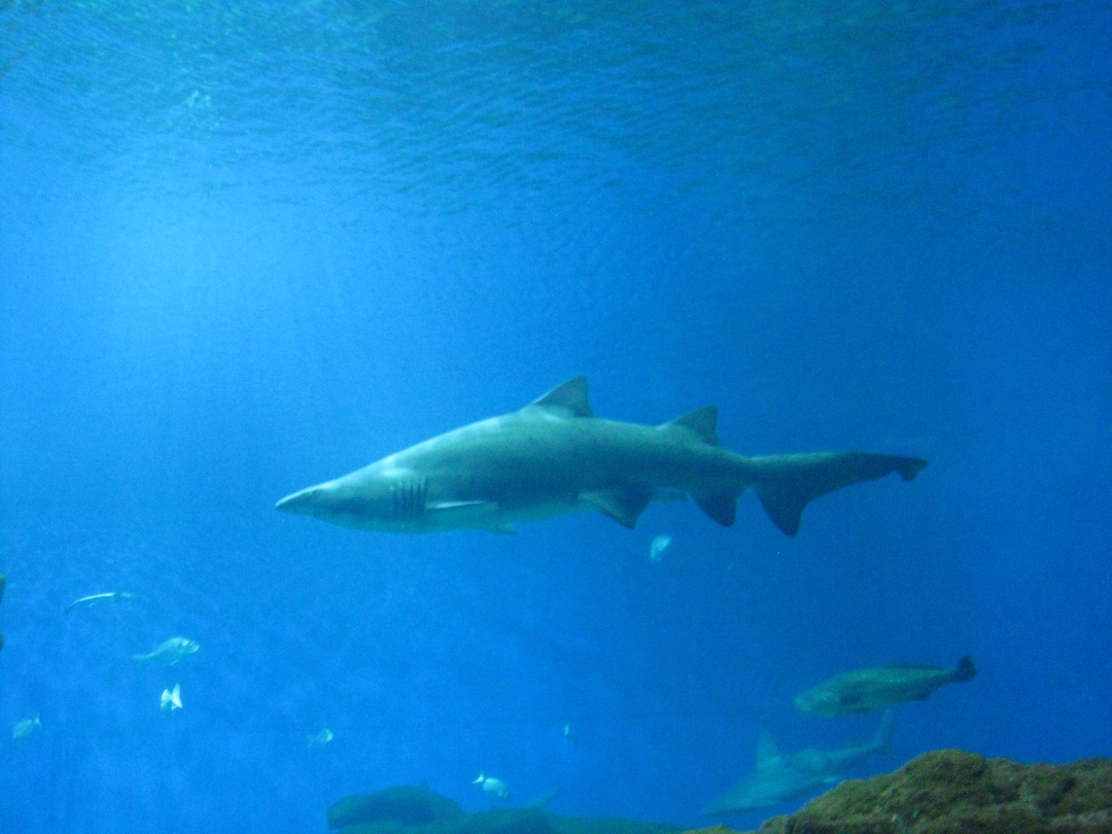 Palma Aquarium Bild 9